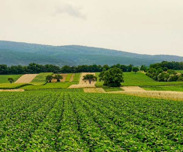 svarnopoulos-nature